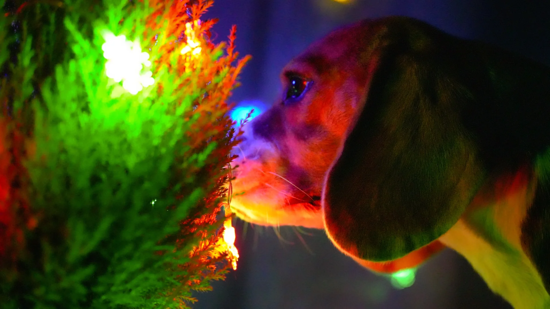 布鲁酱：我也可以拥有一棵圣诞树哎