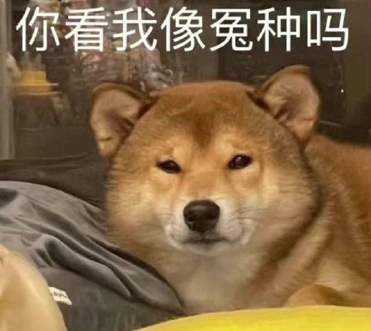 丰富一下你的表情包 