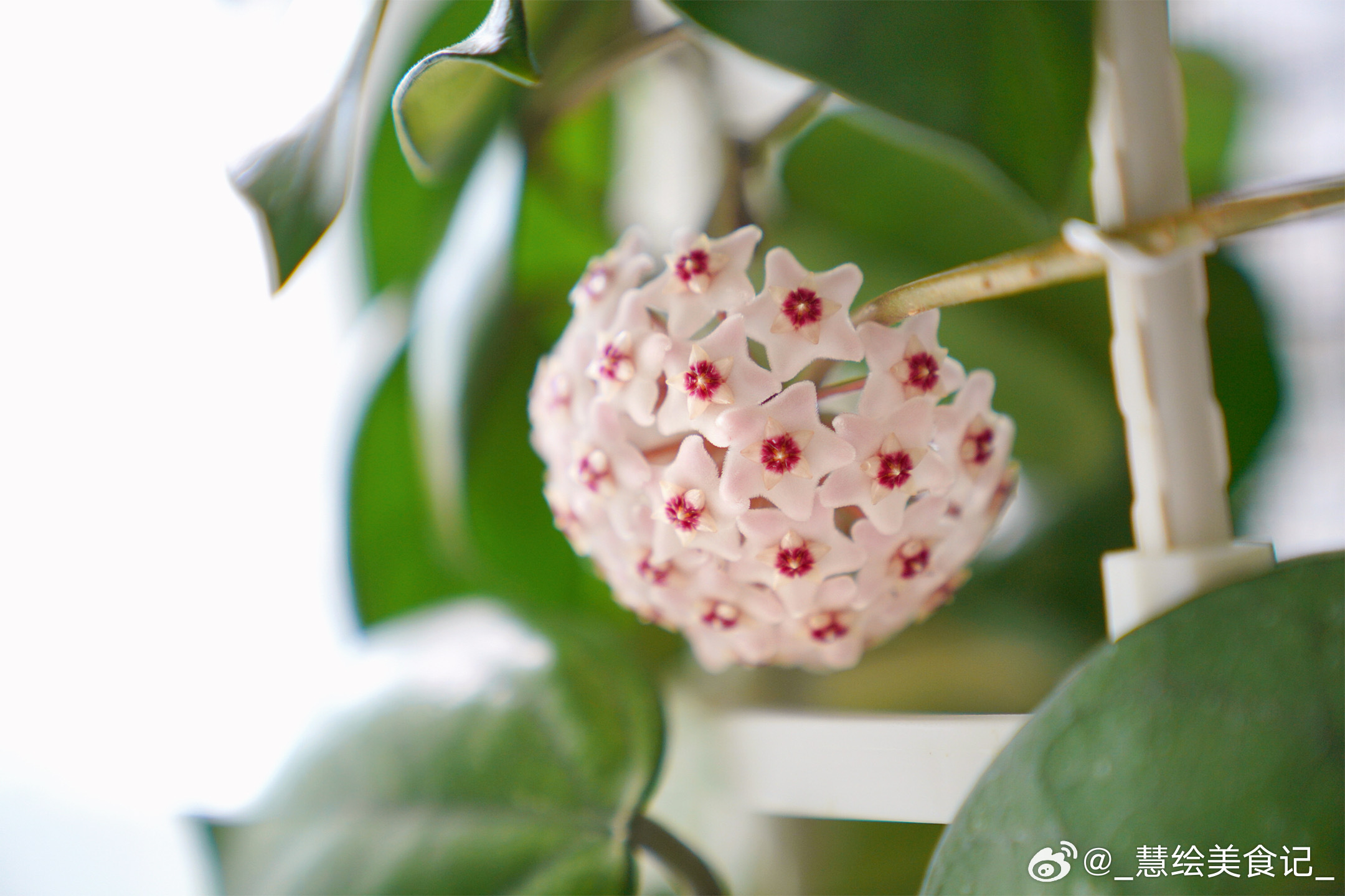 好圆的两朵花⭐ 