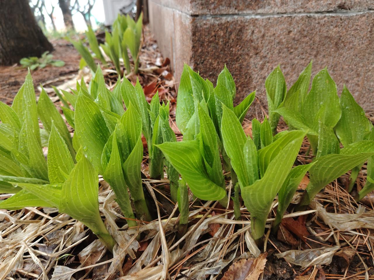 独属于春天的色彩