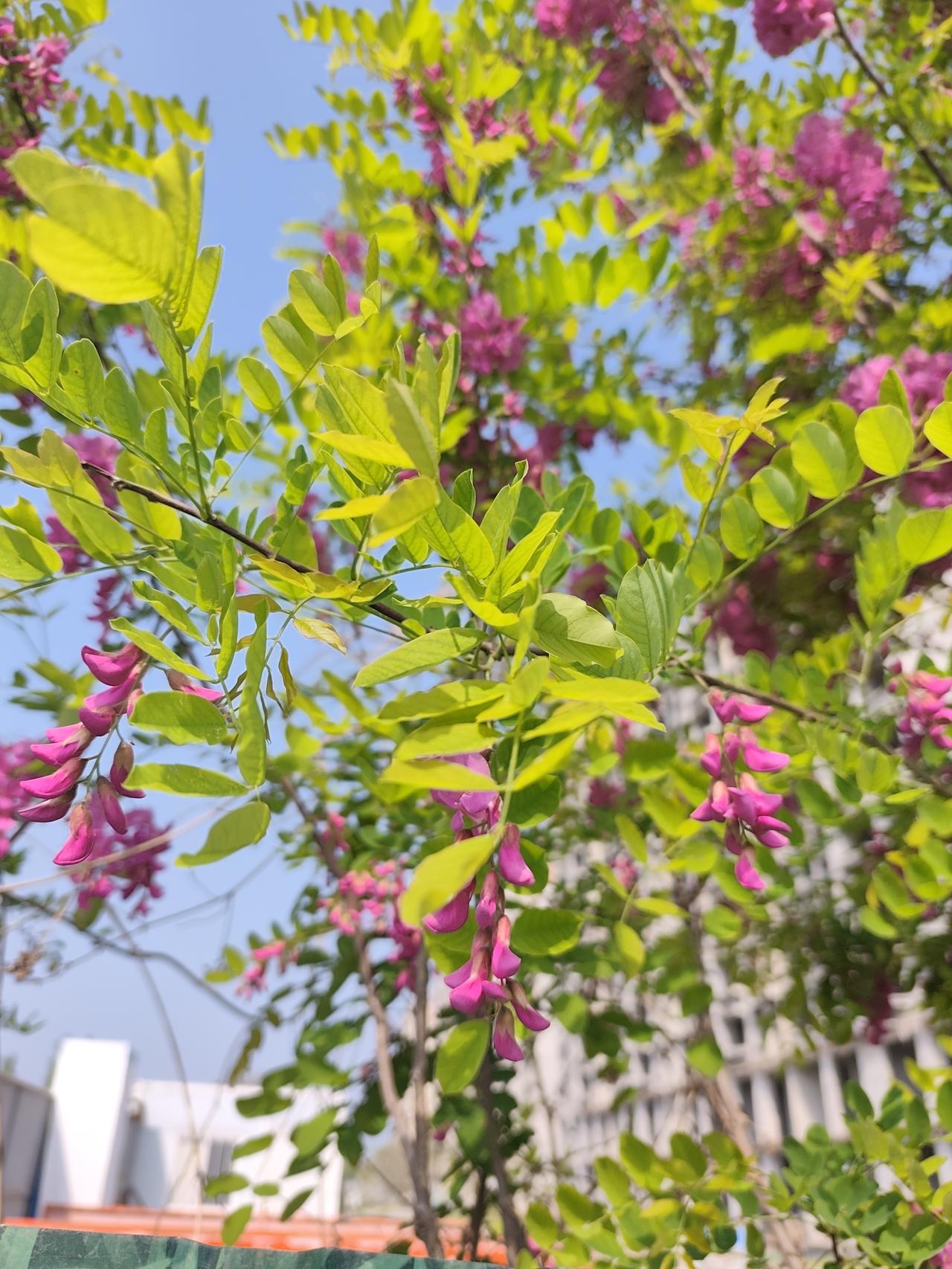 新鲜出炉的花。
今天早晨走路去上班，路上边走边拍，有多了好多美图！