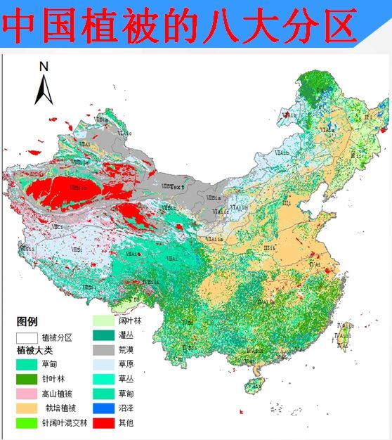 从地理视角看，深度分析中国的自然植被。