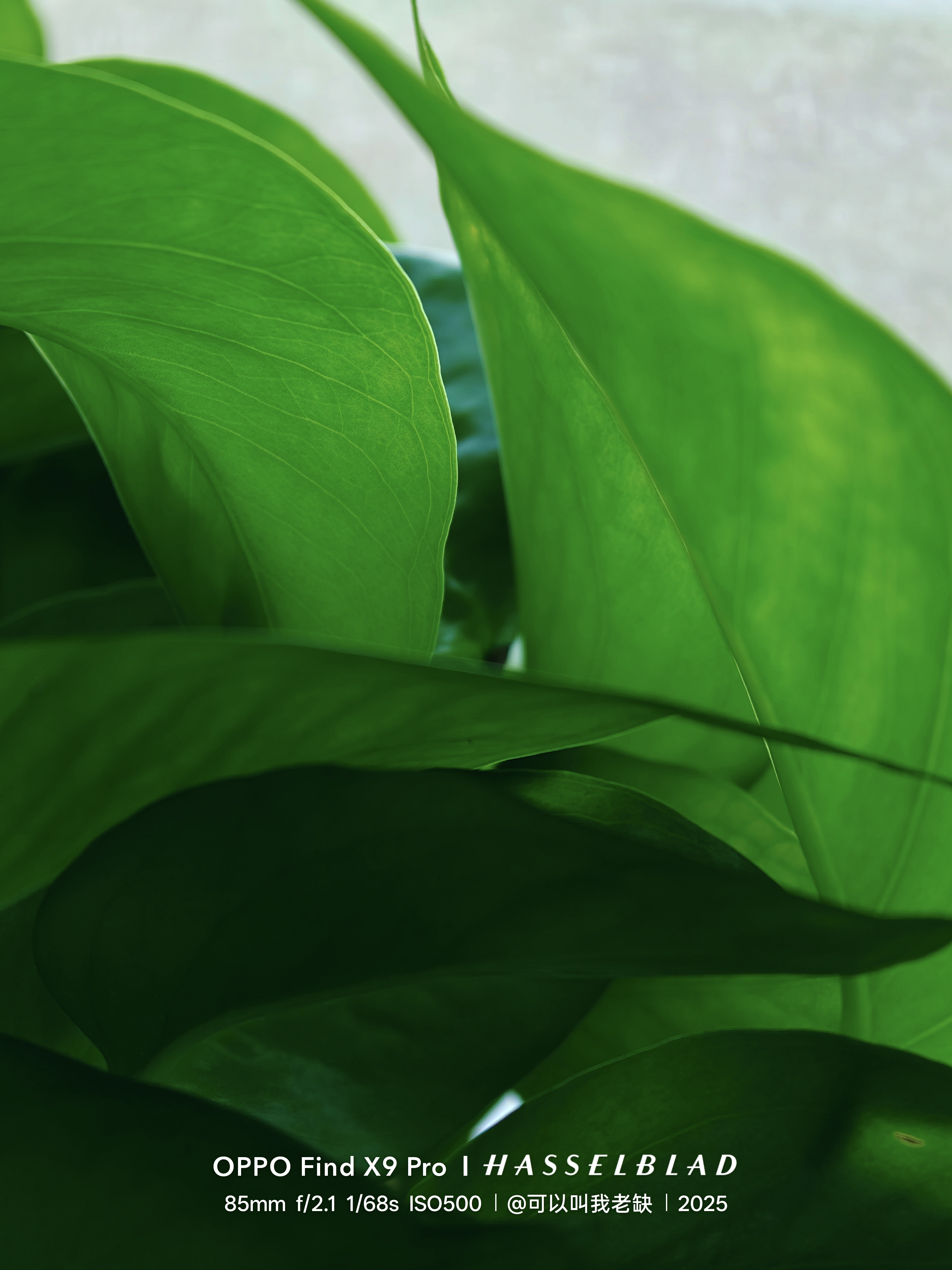 挑个好天气，用Find X9 Pro拍拍绿植然后挑几张做成壁纸，又是美好的一天O