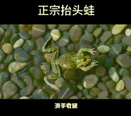 蛙泳的鼻祖教你学游泳[笑哭]