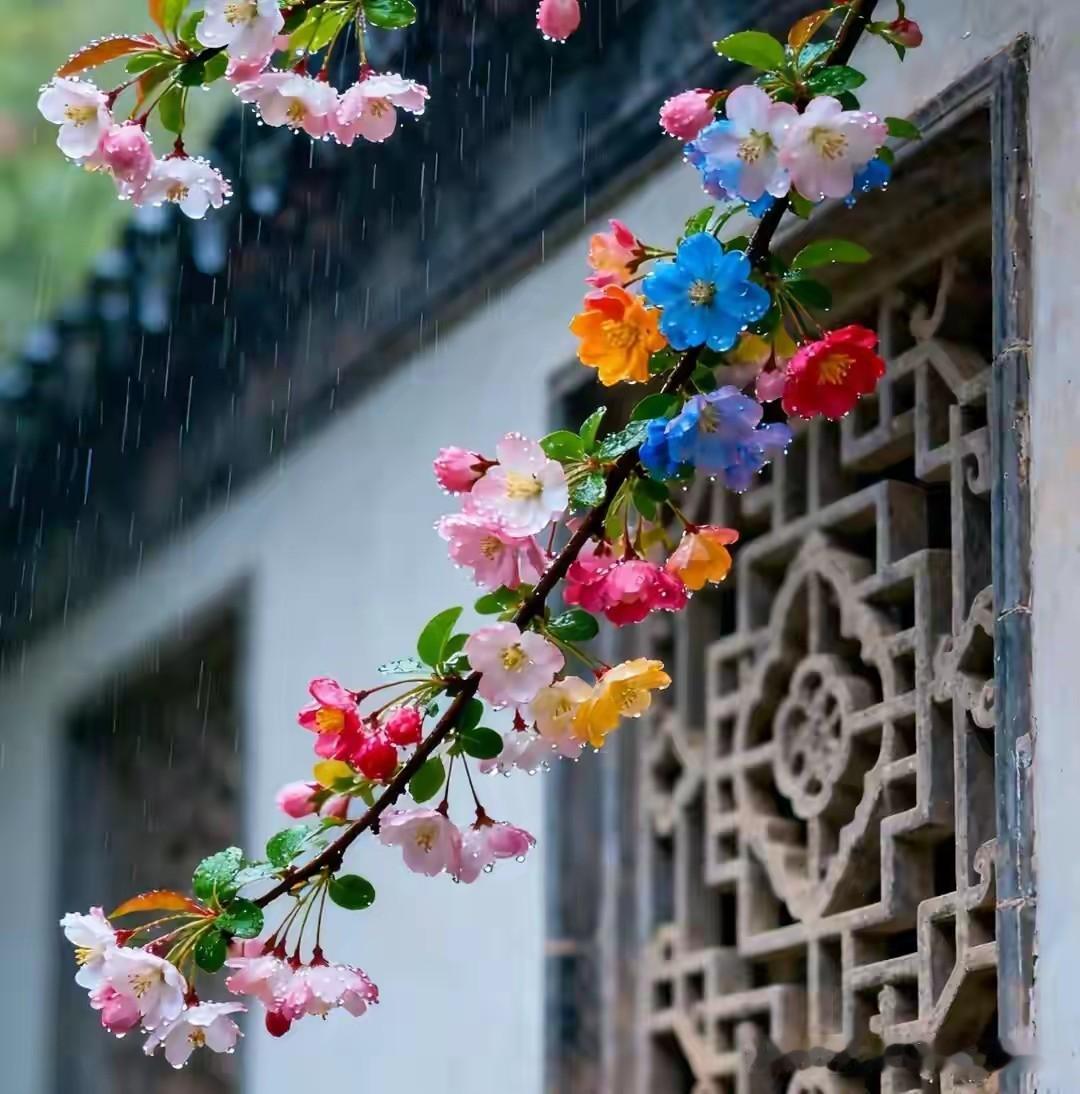 雨中盛开的樱花，色彩斑斓，美不胜收！花儿真鲜艳，真美啊!盛开着的樱花
