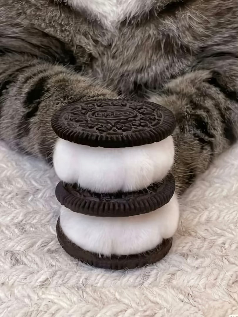 🍪🐈 