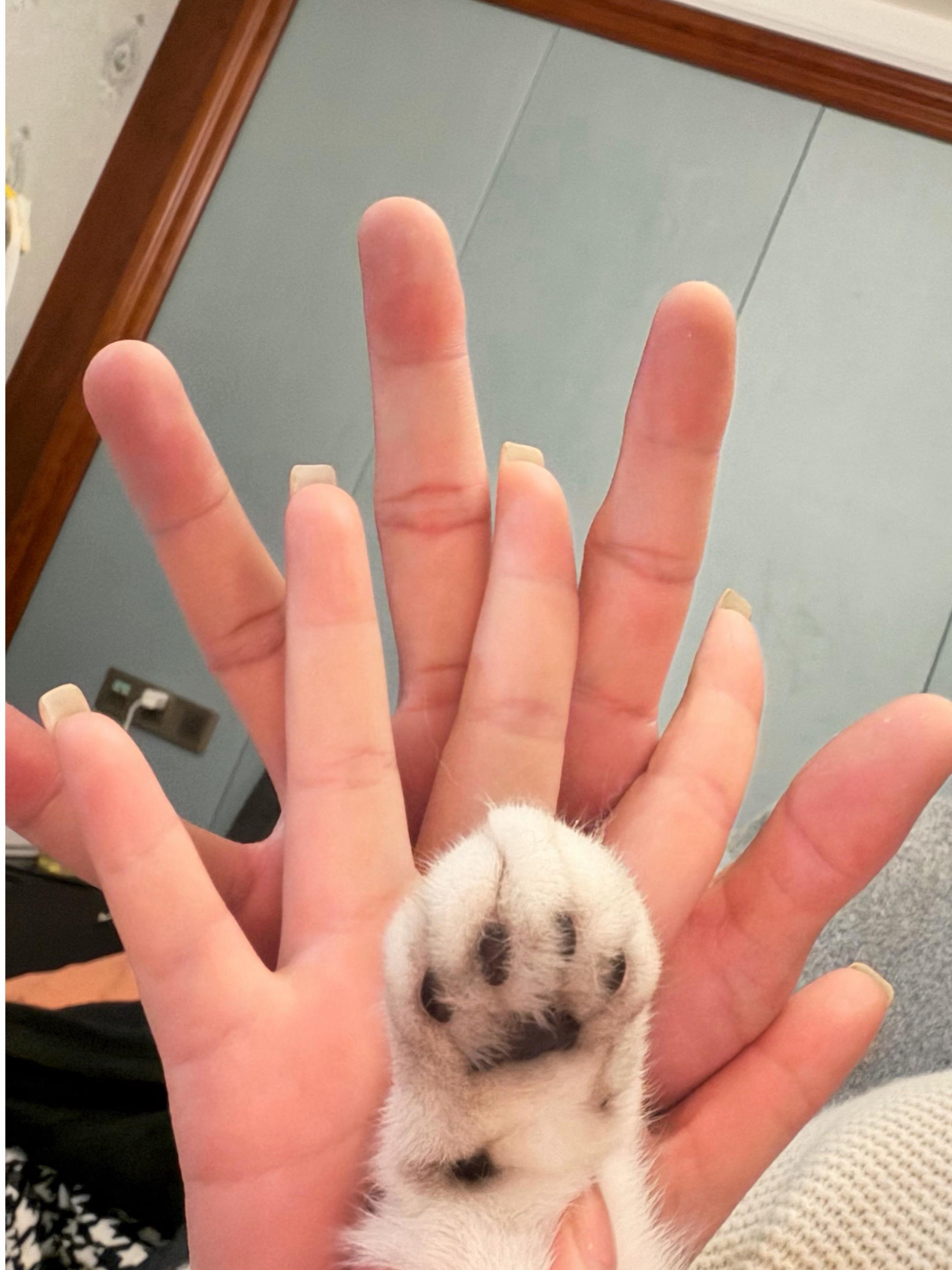 是获得小猫和家长认可的男朋友哇。