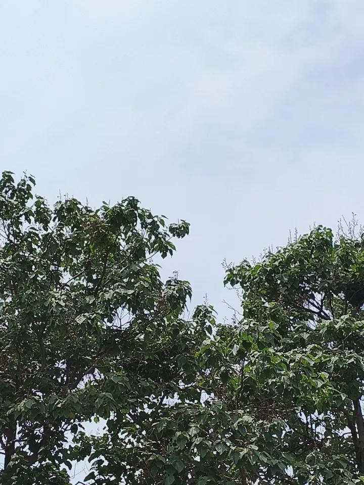 这几棵老梧桐树，是藏鹊纳鸟的好地方！
俗话说得好，狗有狗道，猫有猫道。这些鸟儿也