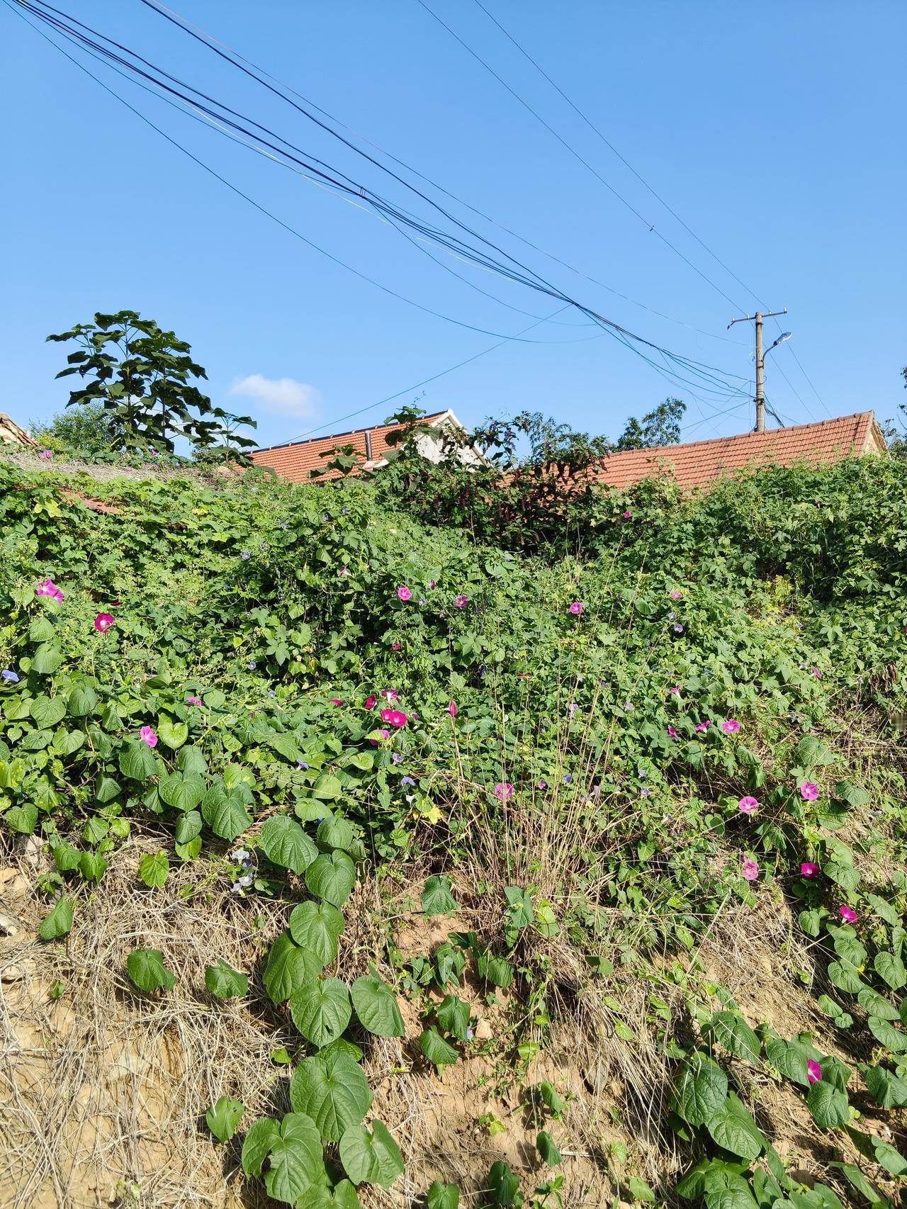 城市郊区的房价已经这么便宜了吗？


我生活在北方万亿地级市的郊区，虽说是郊区，