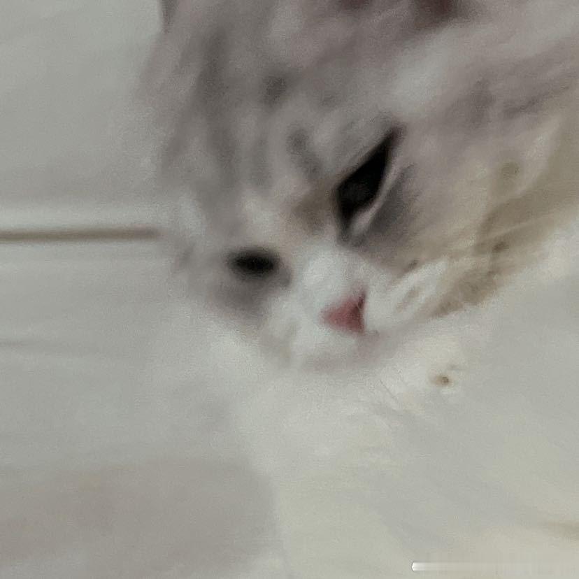 不丢我们小丢厌世小表情😺 