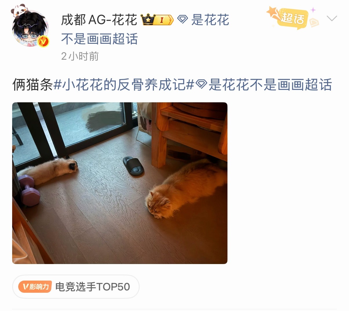 是花花不是画画  哎呀好想rua！！队长播报时间2026pel