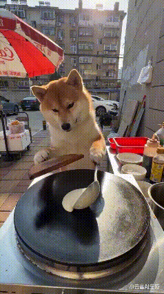 狗狗摊煎饼，
学的有模有样，
行云流水，
一气呵成，
这要不是AI，
看的我都饿