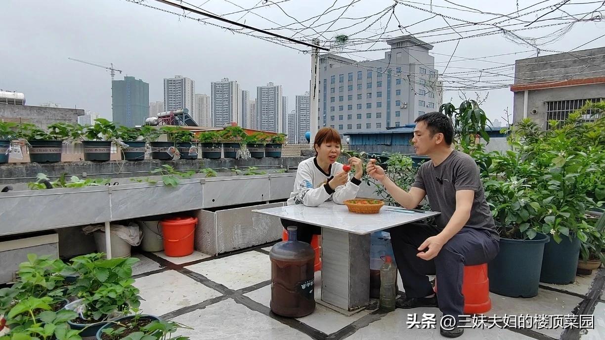 楼顶菜园好不好我们夫妻在楼顶种菜第9年了，实现了蔬菜自足，没不用去市场买过蔬菜，
