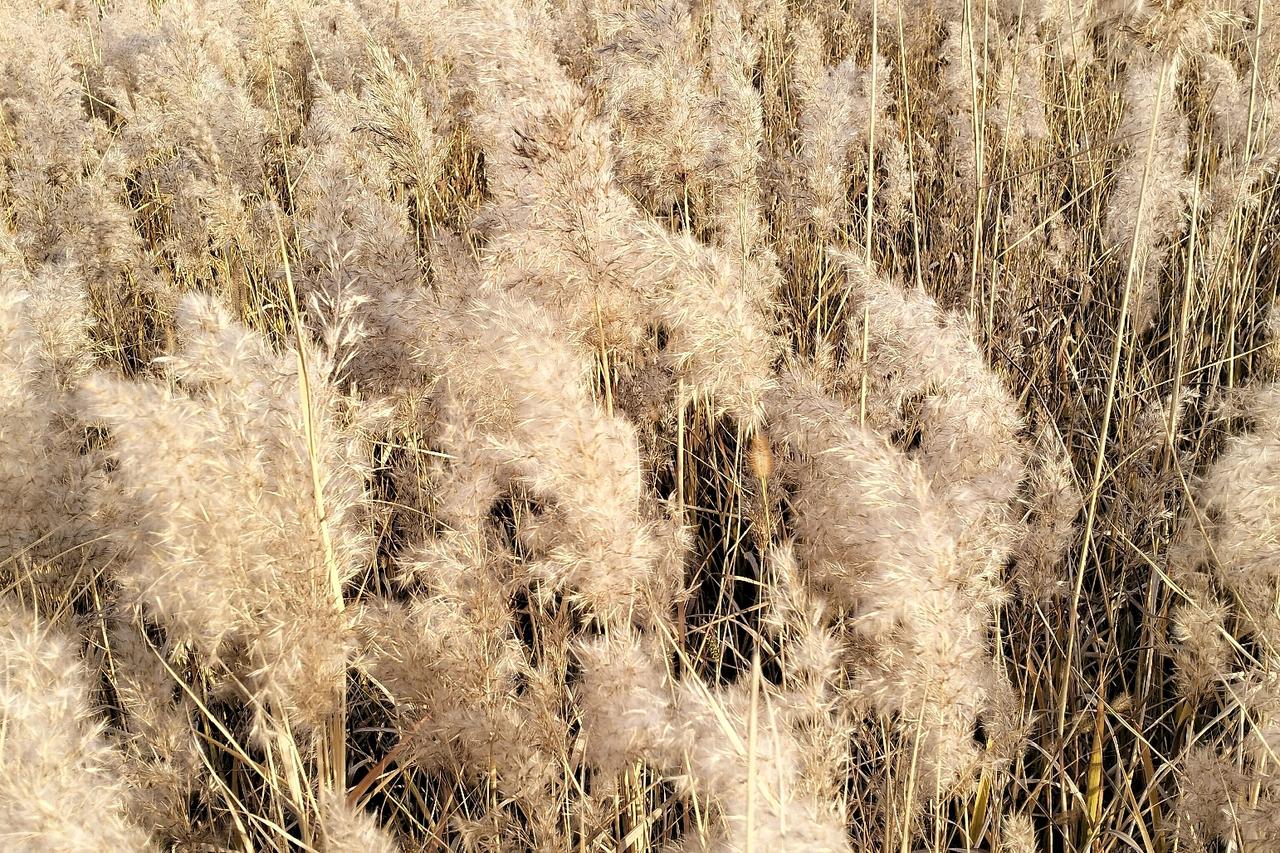 得饶人处且饶人吧！
村里一老人上午刚离去世，享年98岁，两个儿子都是做买卖人，条