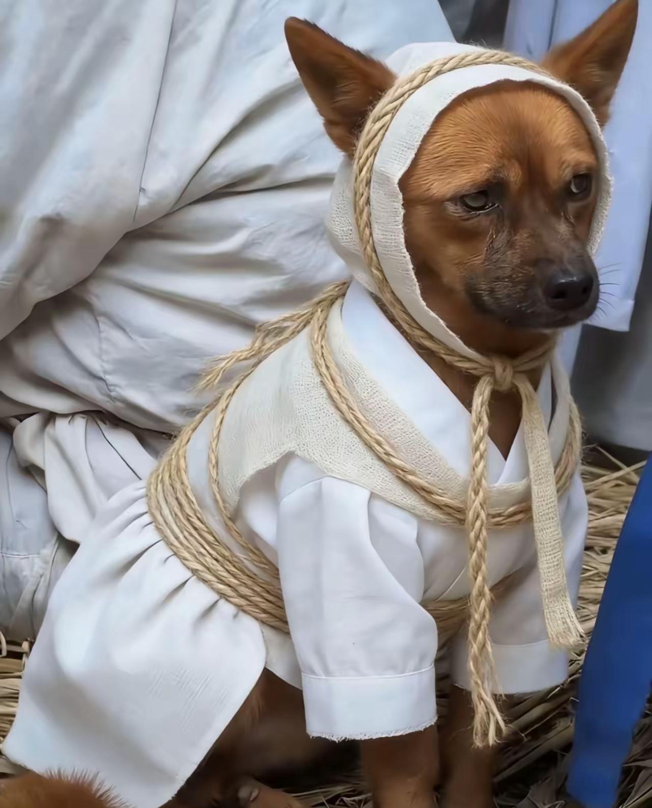 我爷爷晚上跟我奶奶说把狗喂下，他有点不舒服，先睡了，然后再也没醒，狗狗知道爷爷走