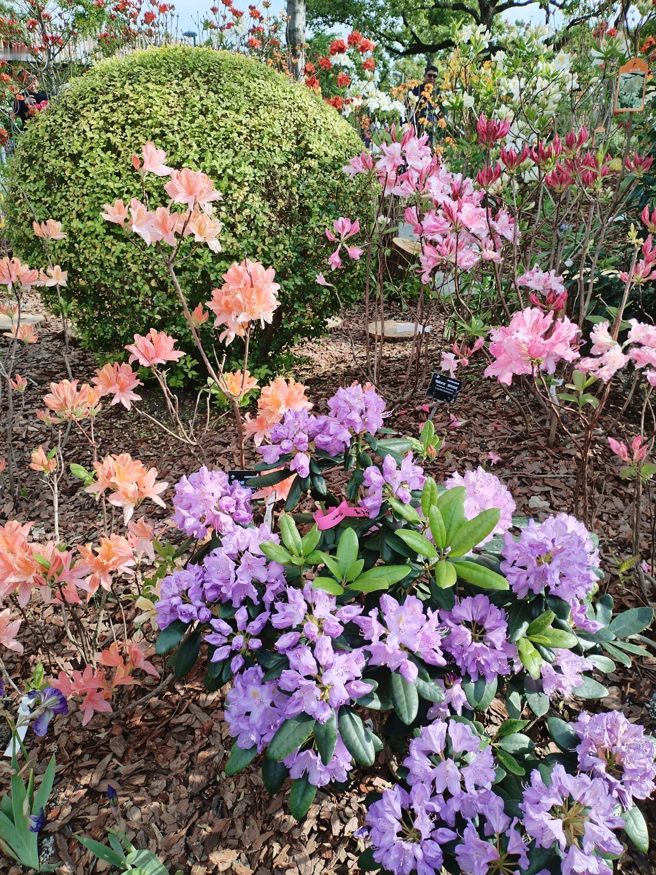 真幸运，我女儿生活在一个花的城市，我也很幸运，我也生活在一个花的城市，她在上海，
