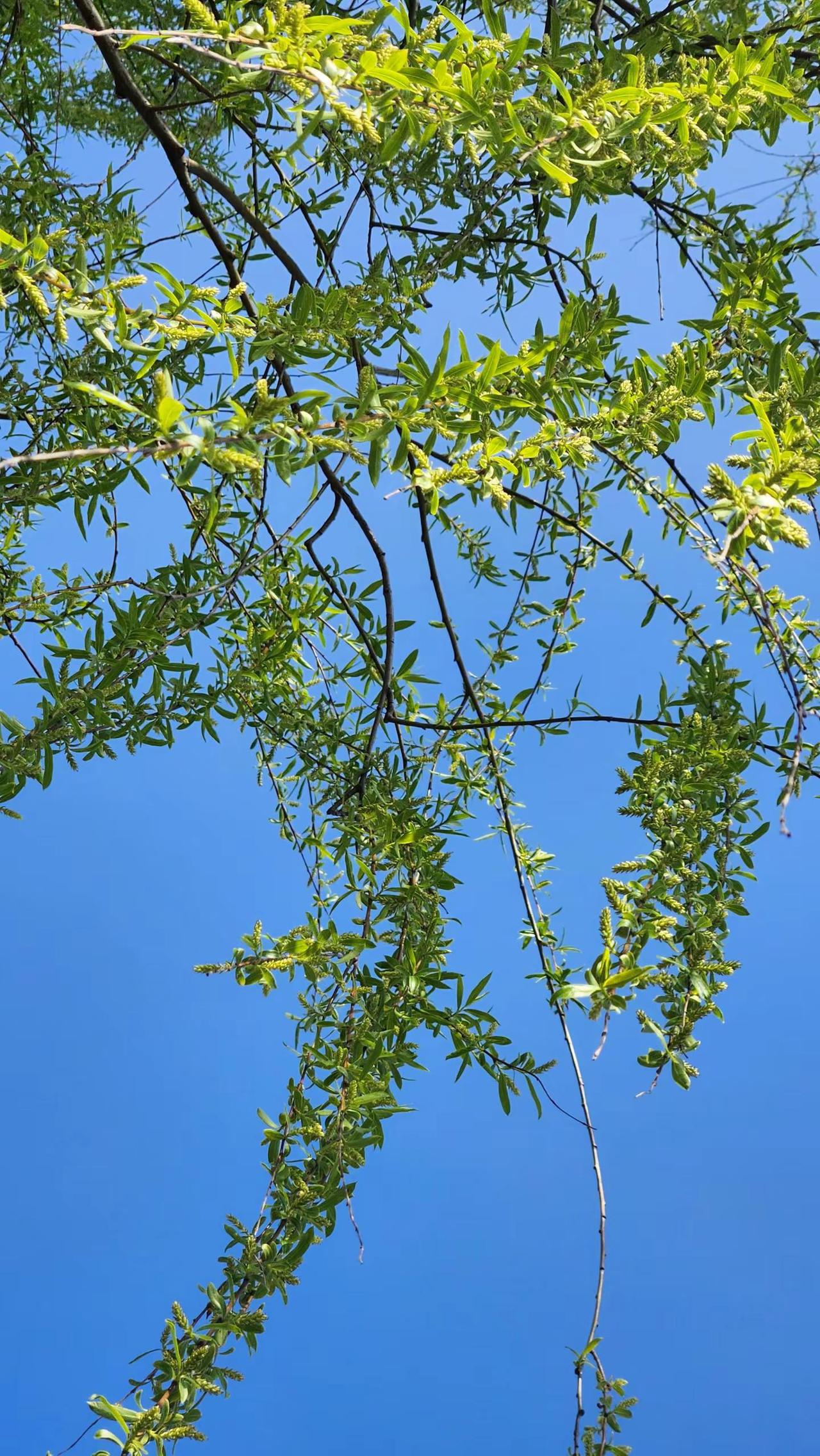 一树新绿，千条柔丝，春风裁出最美的模样。