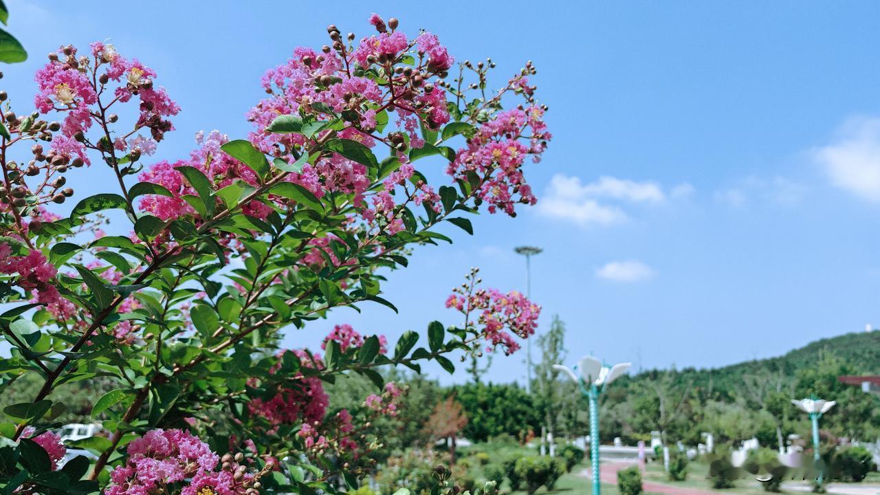分享一张随手拍的花。峰山公园的紫薇花