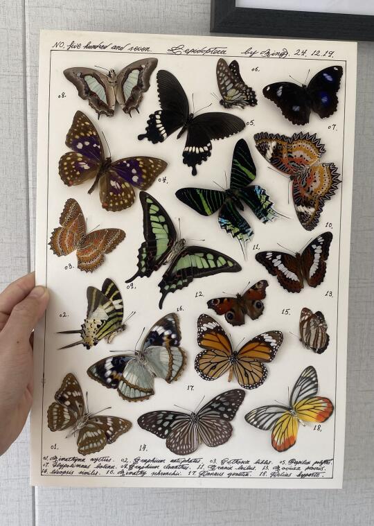 标本 蝴蝶标本 蝴蝶 晒出我收藏的昆虫标本 在标本里遇见自然 昆虫