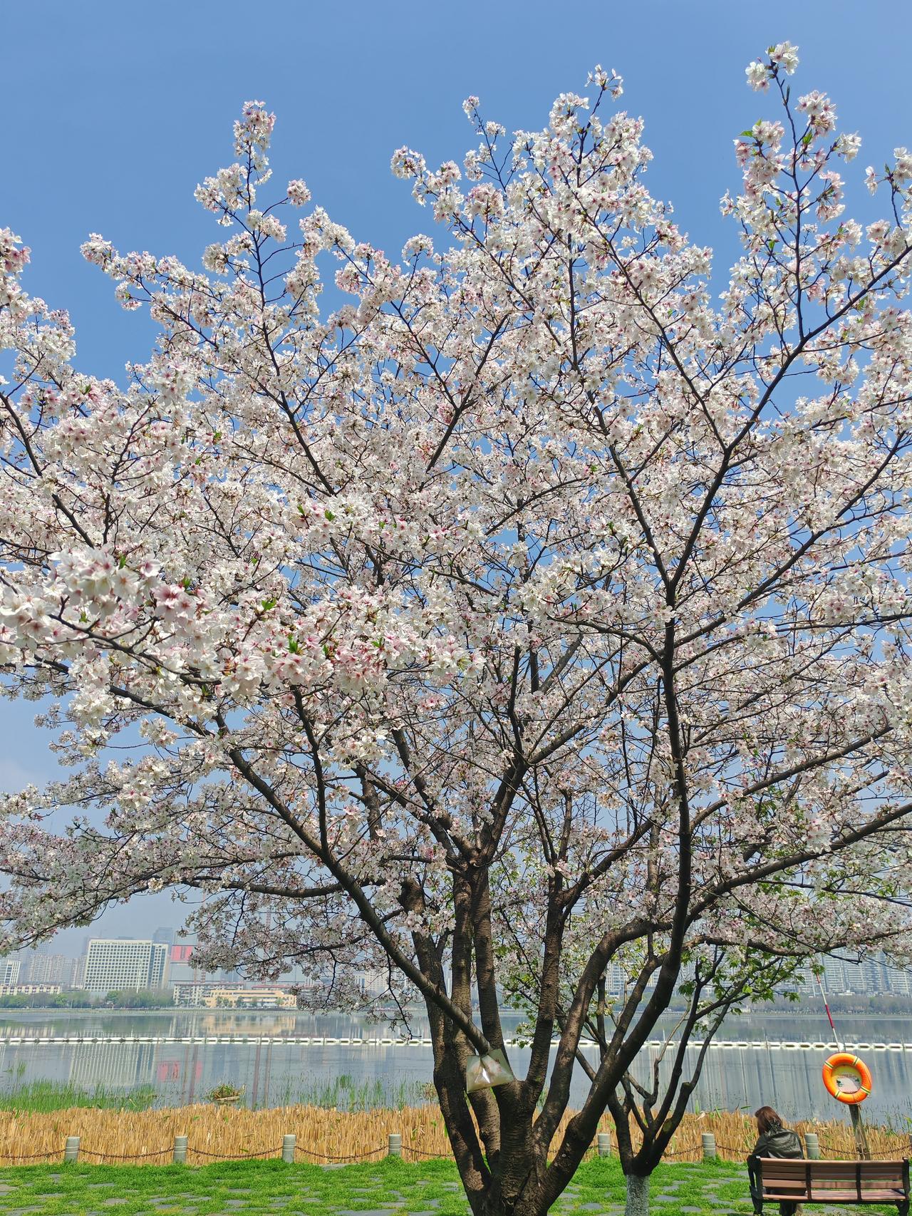 晒图笔记大赛这棵樱花树真美！沙湖公园的湖边，坐在树下发呆，惬意时光，莫过如此。