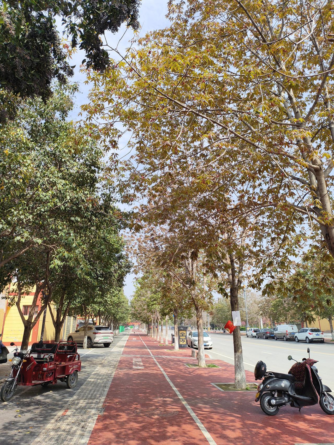 春日的林荫道，阳光透过枝叶洒下斑驳光影，红道延伸向远方，风里都是温柔的烟火气。