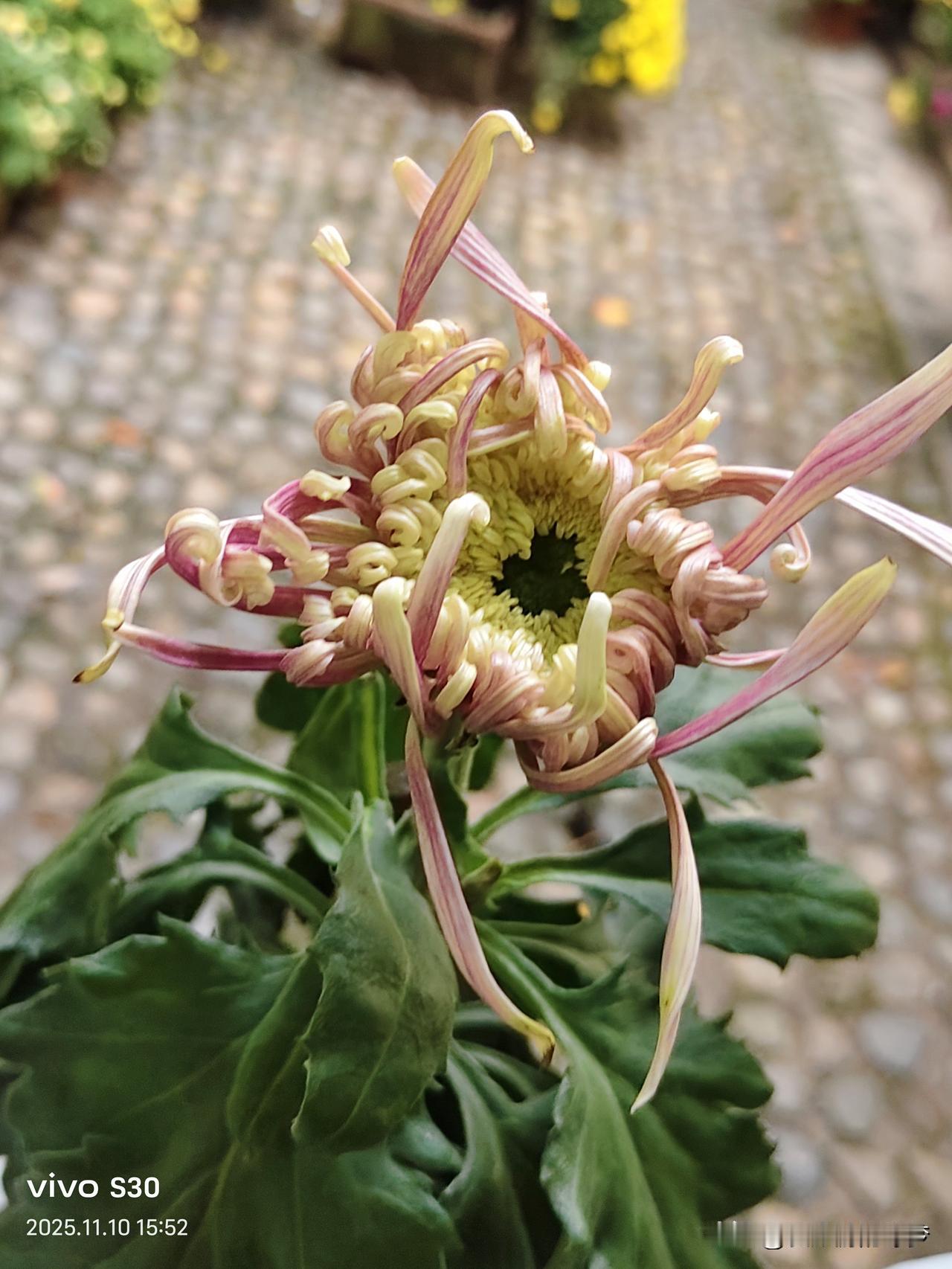 冬日生活打卡季