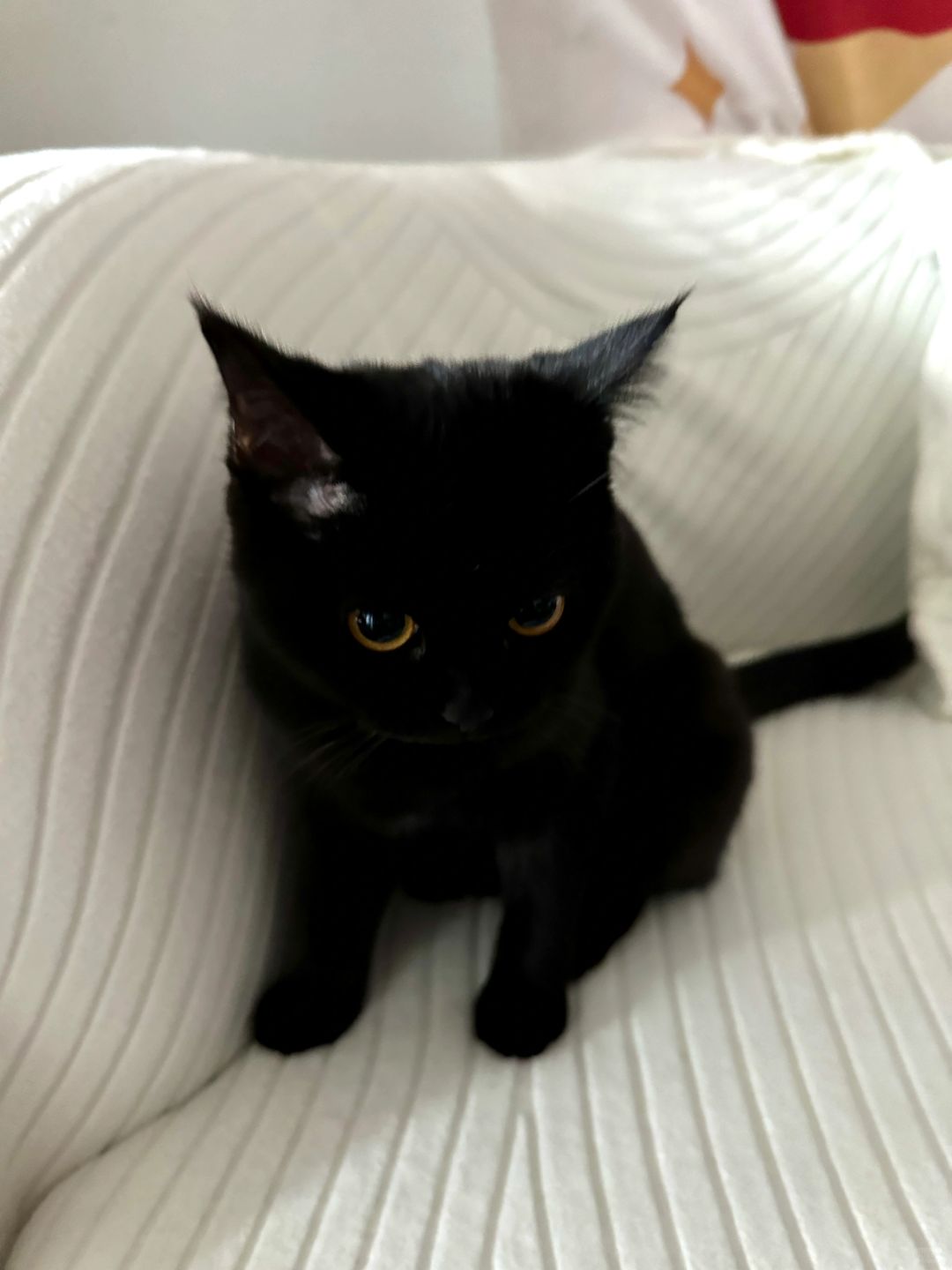 听说新转来的校霸素黑皮体育生…