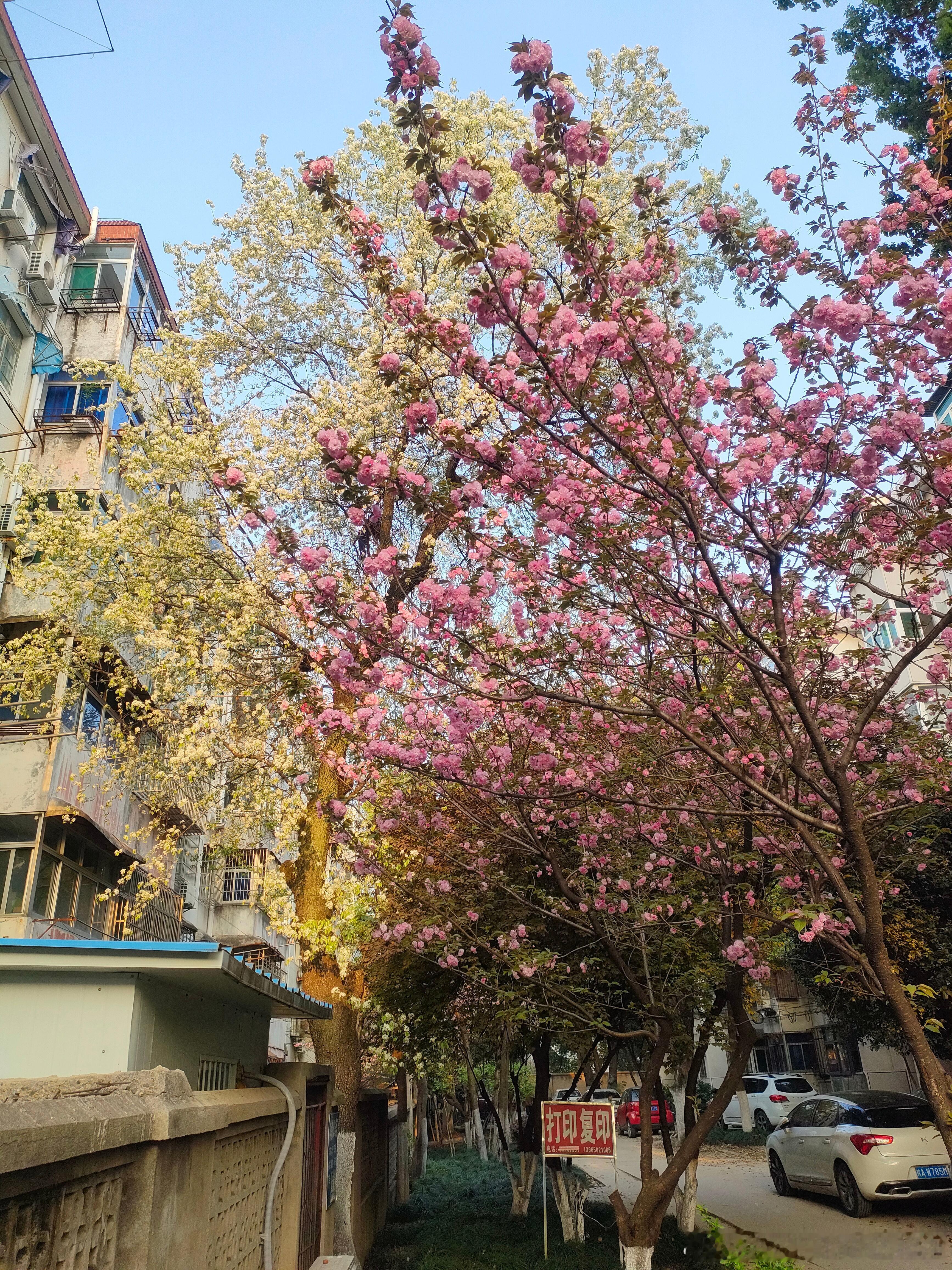 #安徽百年棠梨花绽放如雪#前两天在安大拍的，棠梨+樱花，一红一白，像极了红玫瑰与