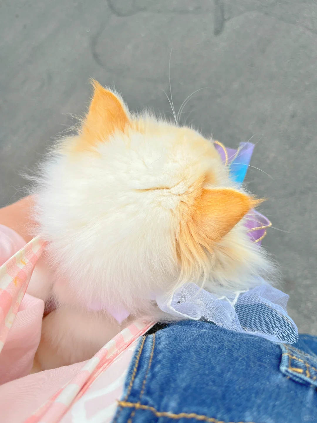 捡到一只黄耳朵小猫