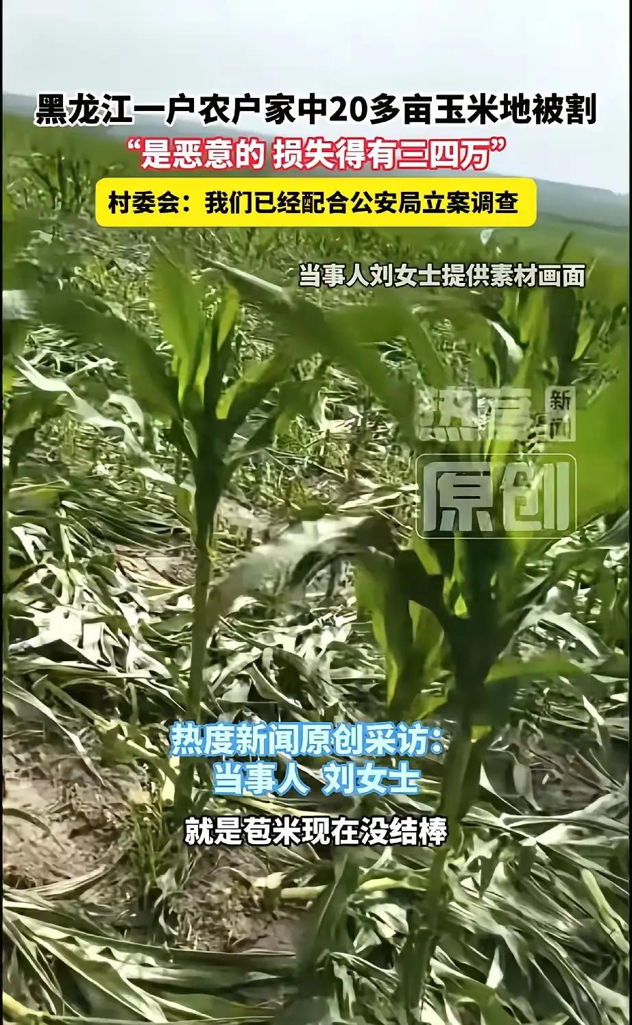 家人们，这哪是割玉米啊，这分明是往刘女士心口上扎刀子！

7月14号这天，黑龙江