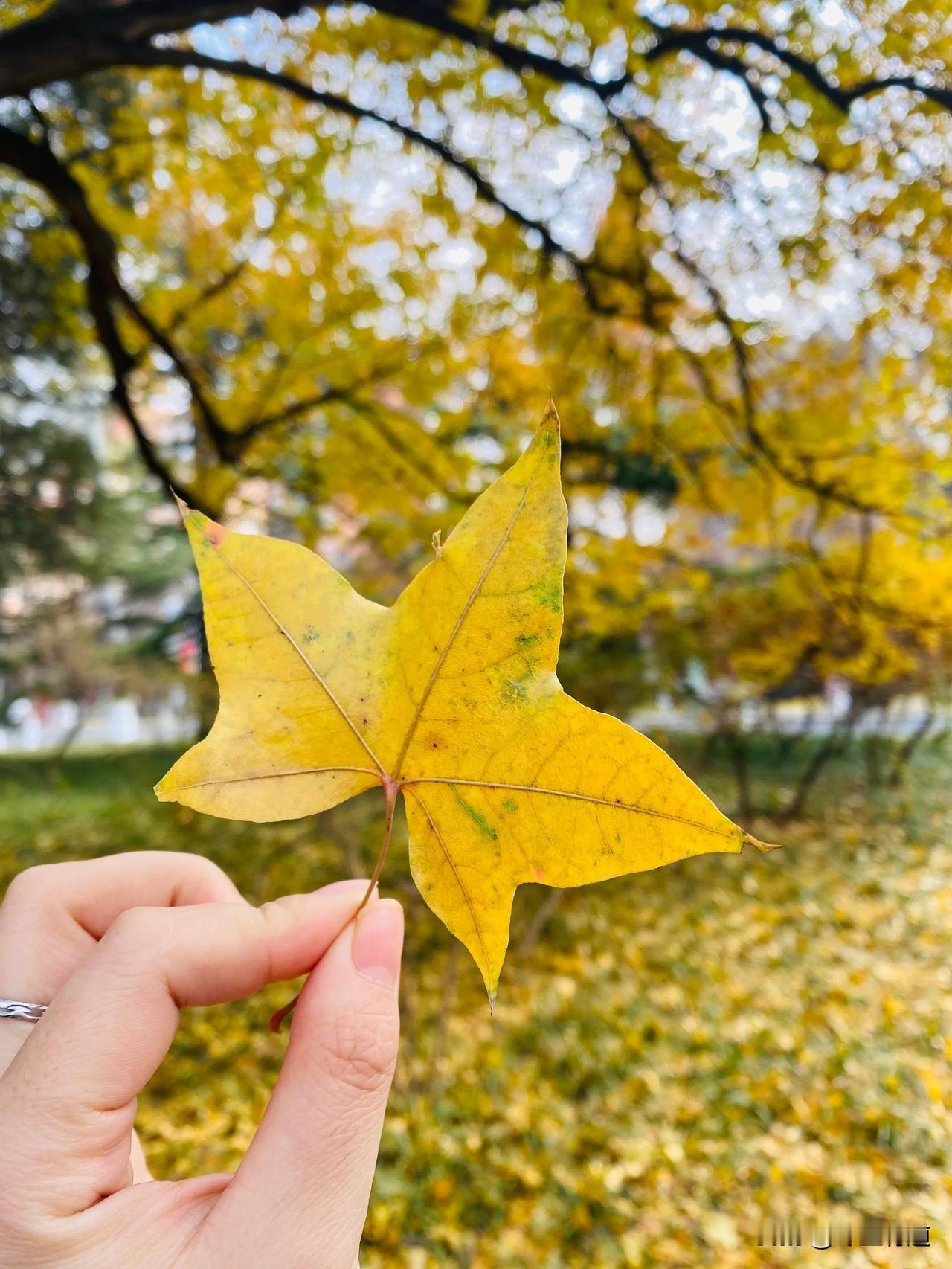 秋之韵，美不胜收！
#银杏枫叶之美# #秋天城市一角# #公园秋季美景# #秋天