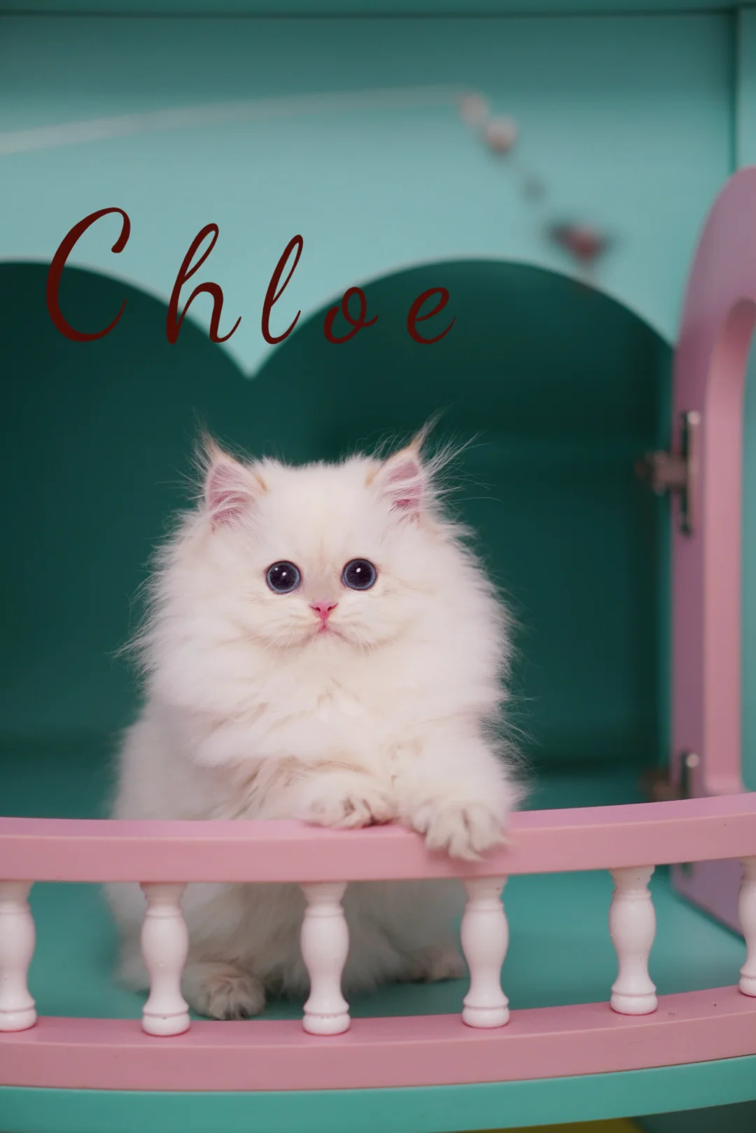 上海靠谱猫舍| 长毛仙女猫来啦