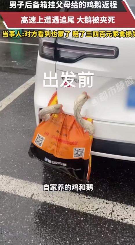 “本以为两死一伤，结果是‘俩菜一汤’！”湖北，男子后备箱挂父母给的鸡、鹅返程，高