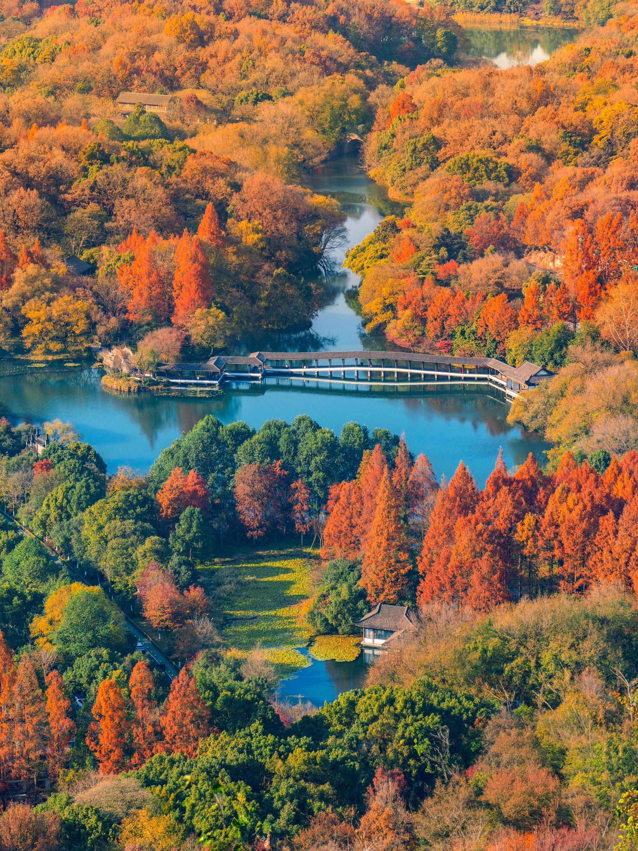 已经开始期待杭州封神级别的秋天了🍁。“树树皆秋色，山山唯落晖” 每年...