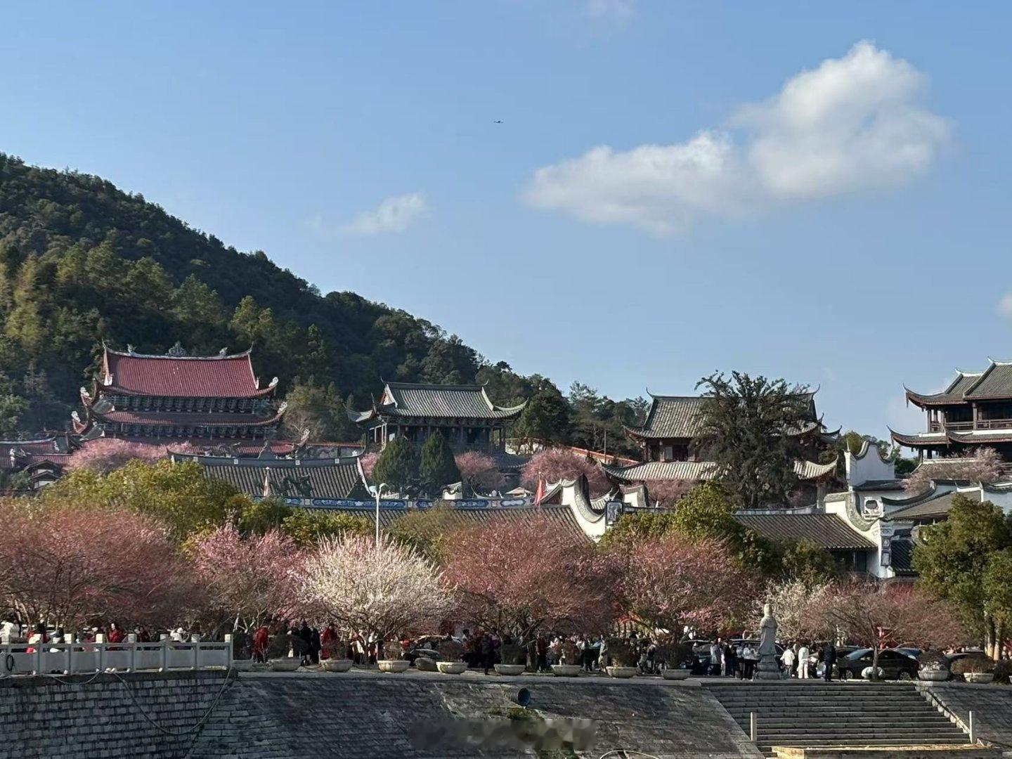 林阳寺的梅花开了，也是一场生命的启示。寒冬未消，万物尚在沉睡，梅花却率先破枝绽放