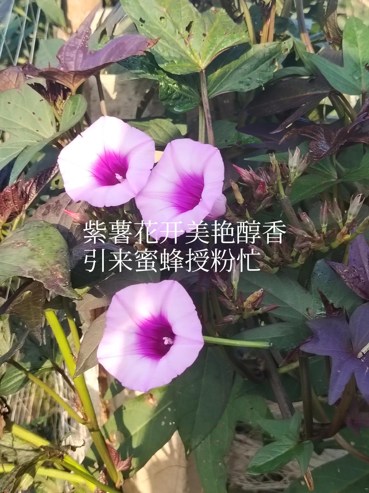 一一兔哥
利用地瓜自然开花结实。採集种子育苗选育新品种。在多年的努力下，育成三个