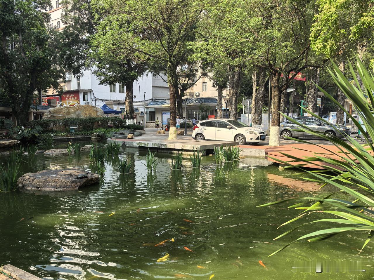 这是什么树？
每日生活小记录
星期天早上在六中校园一角等待合唱团上课，顺便用手机