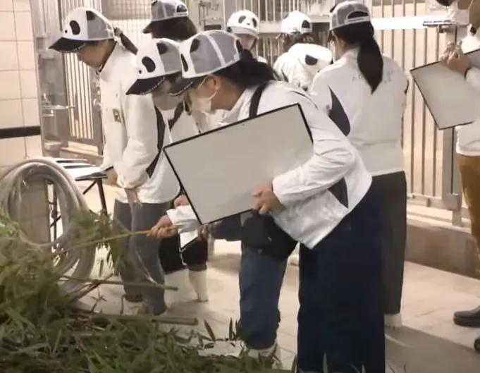 日本最后一批大熊猫归国后 动物园饲养员穿熊猫服供游客投喂。

在四头大熊猫被送回