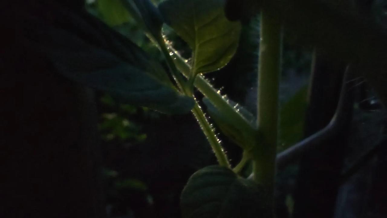 记录我的2026微镜头里的绿植分享一张自然风景的照片