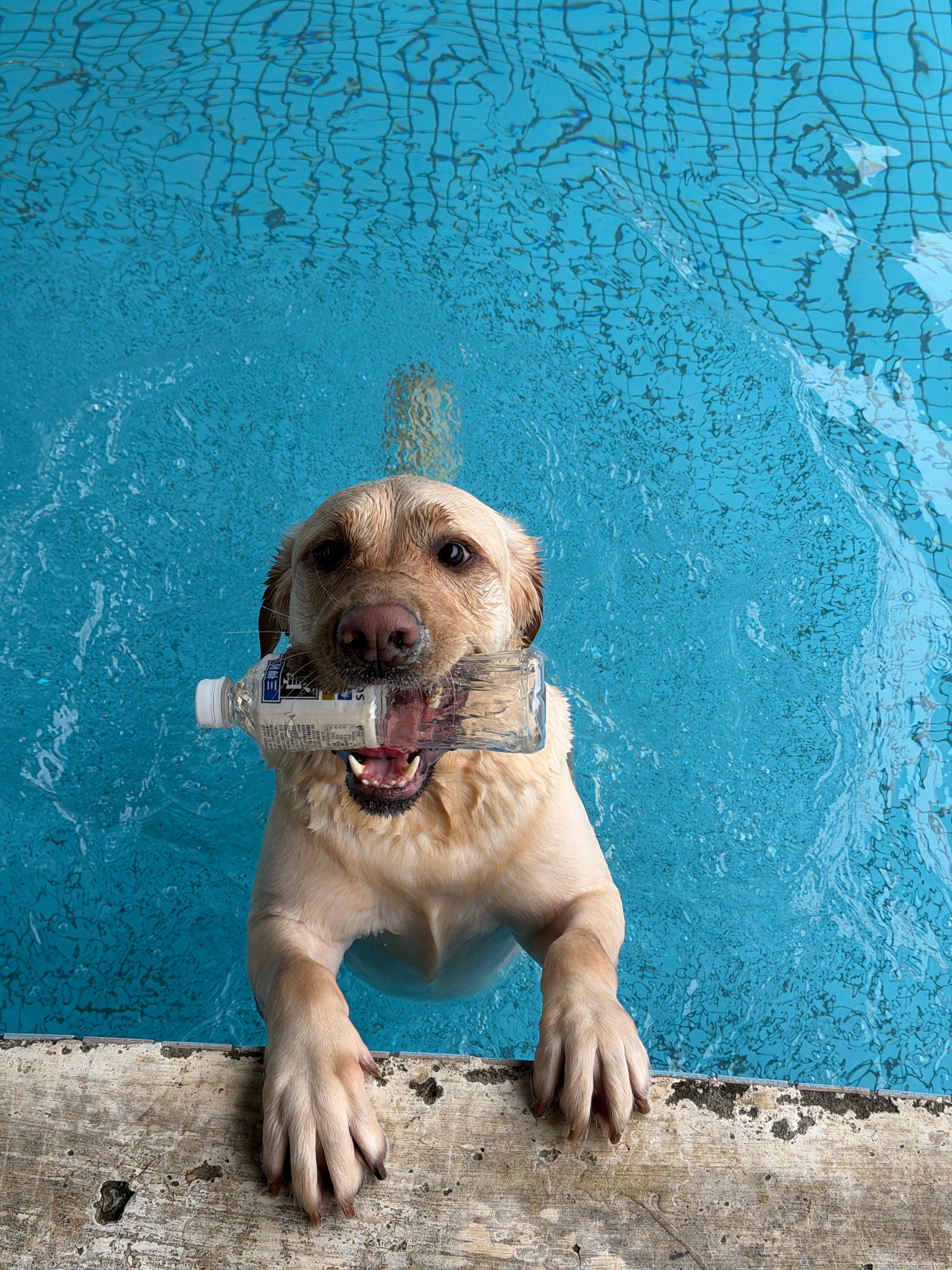 旺仔快乐日菲律宾狗狗跳水一队队员又来报道了拉布拉多是真的喜欢水跳进去跟炸弹一样然