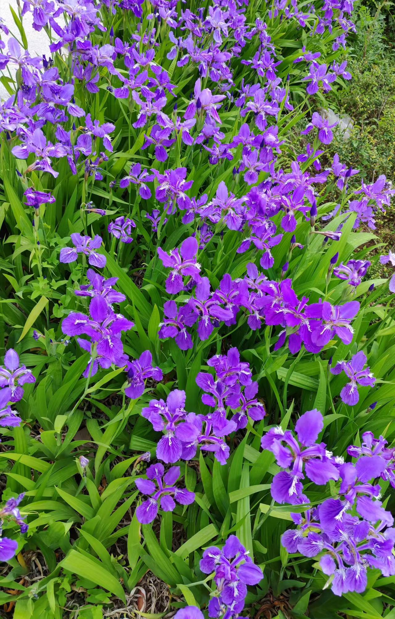 姹紫嫣红，愿您紫气东来，大红大紫，万紫千红。天天开心，心想事成。[送自己一朵花]