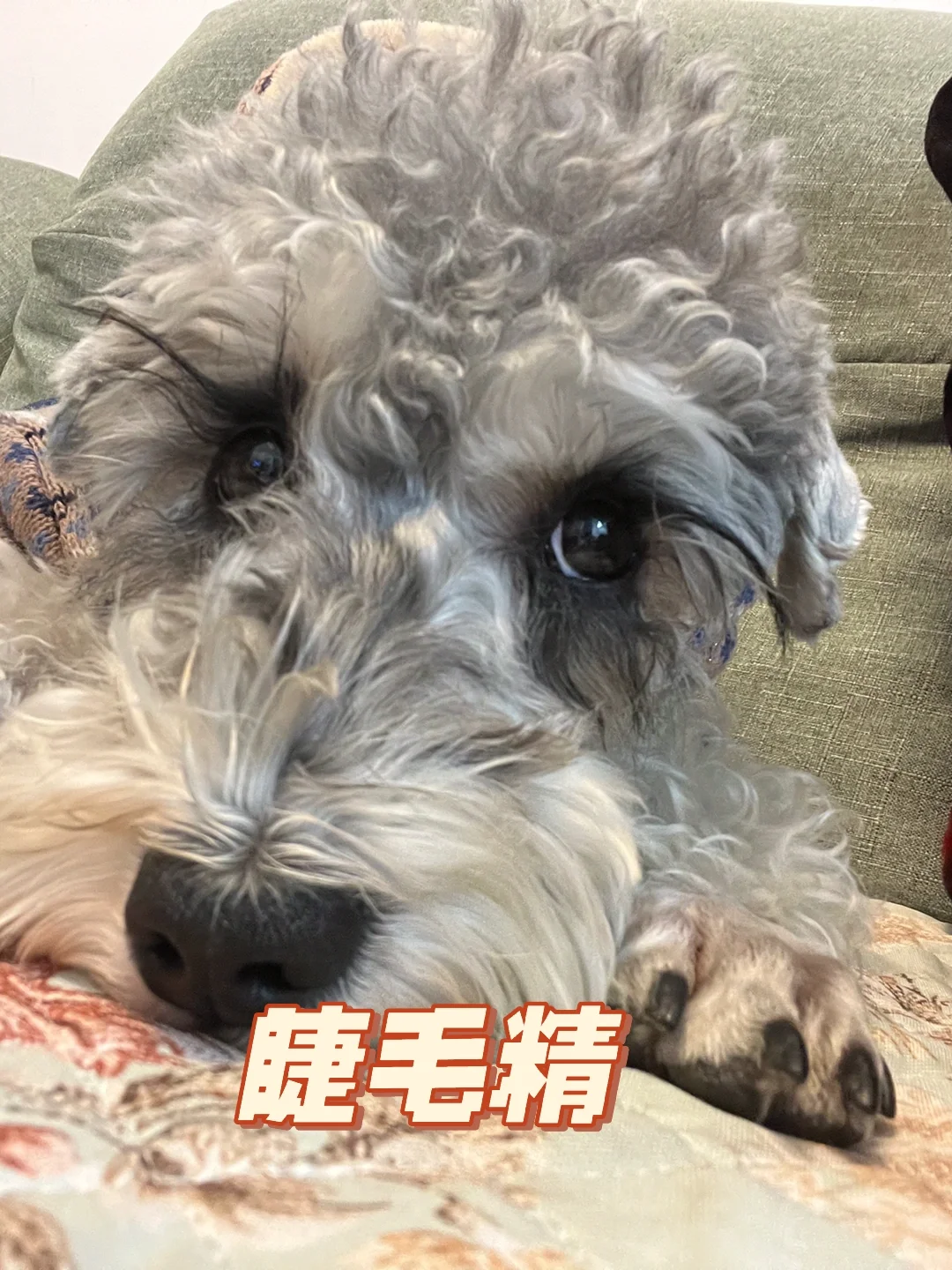 狗狗的快乐星球⚽️