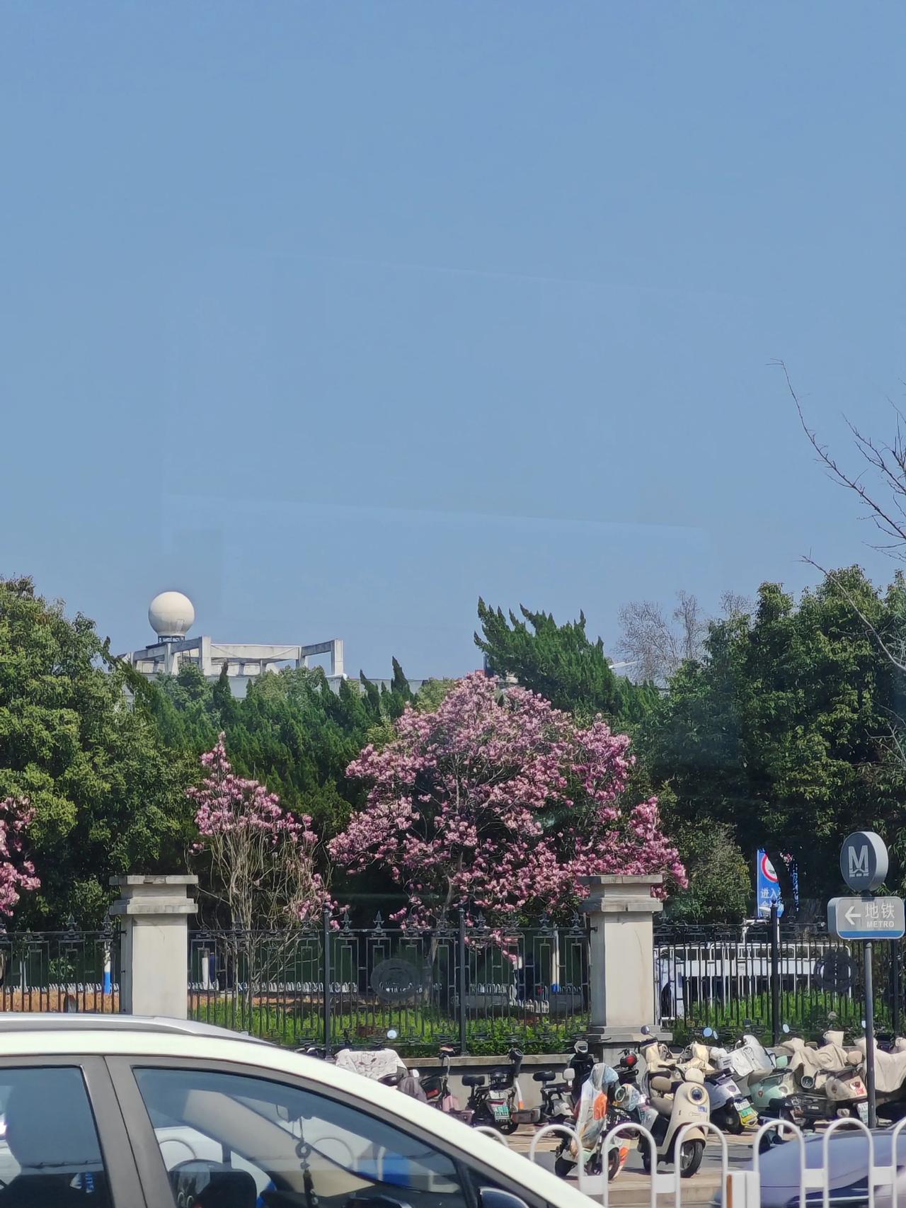 晒图笔记大赛坐在公汽上路过华科大，看到校园里的紫玉兰，随手拍了一张，动图最后的响