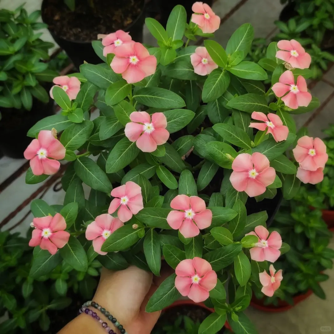 长春花