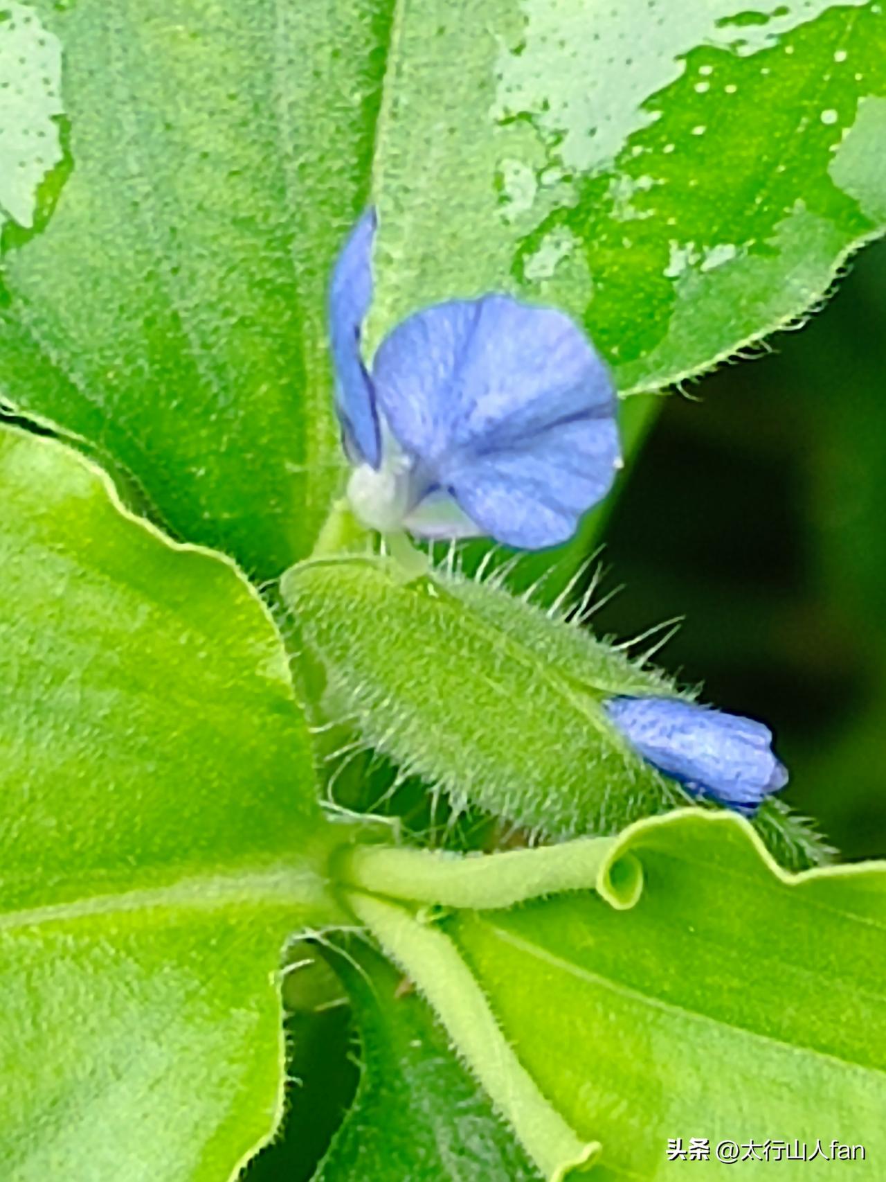 清新独特的蓝色野花
——鸭跖（zhí）草