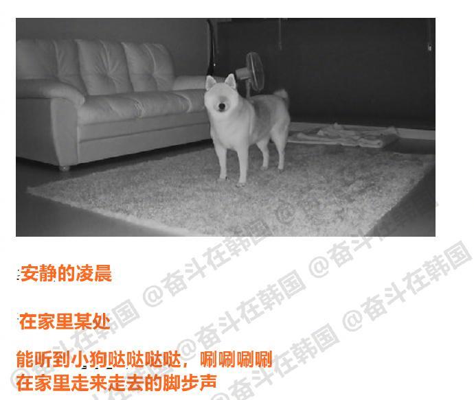 有小狗的家庭的特征 海外新鲜事 热点现场