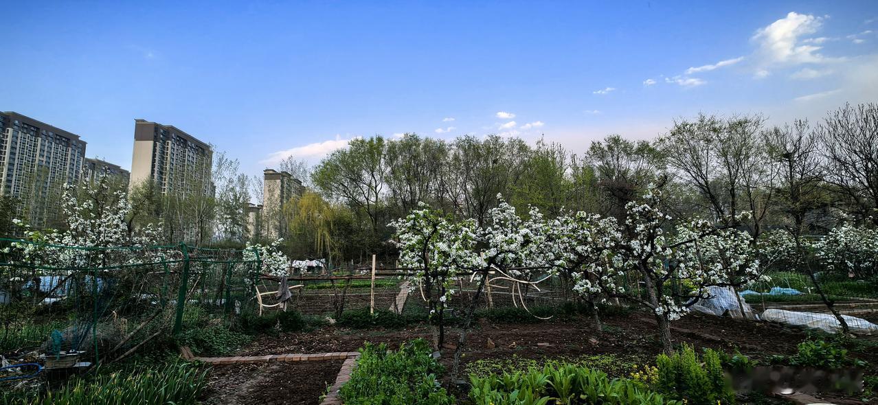 浣溪沙 移苗遇雨
 
风卷阴云压北畴，急移丹橘伴紫苏。忙中趁雨土香浮。
 
雹散