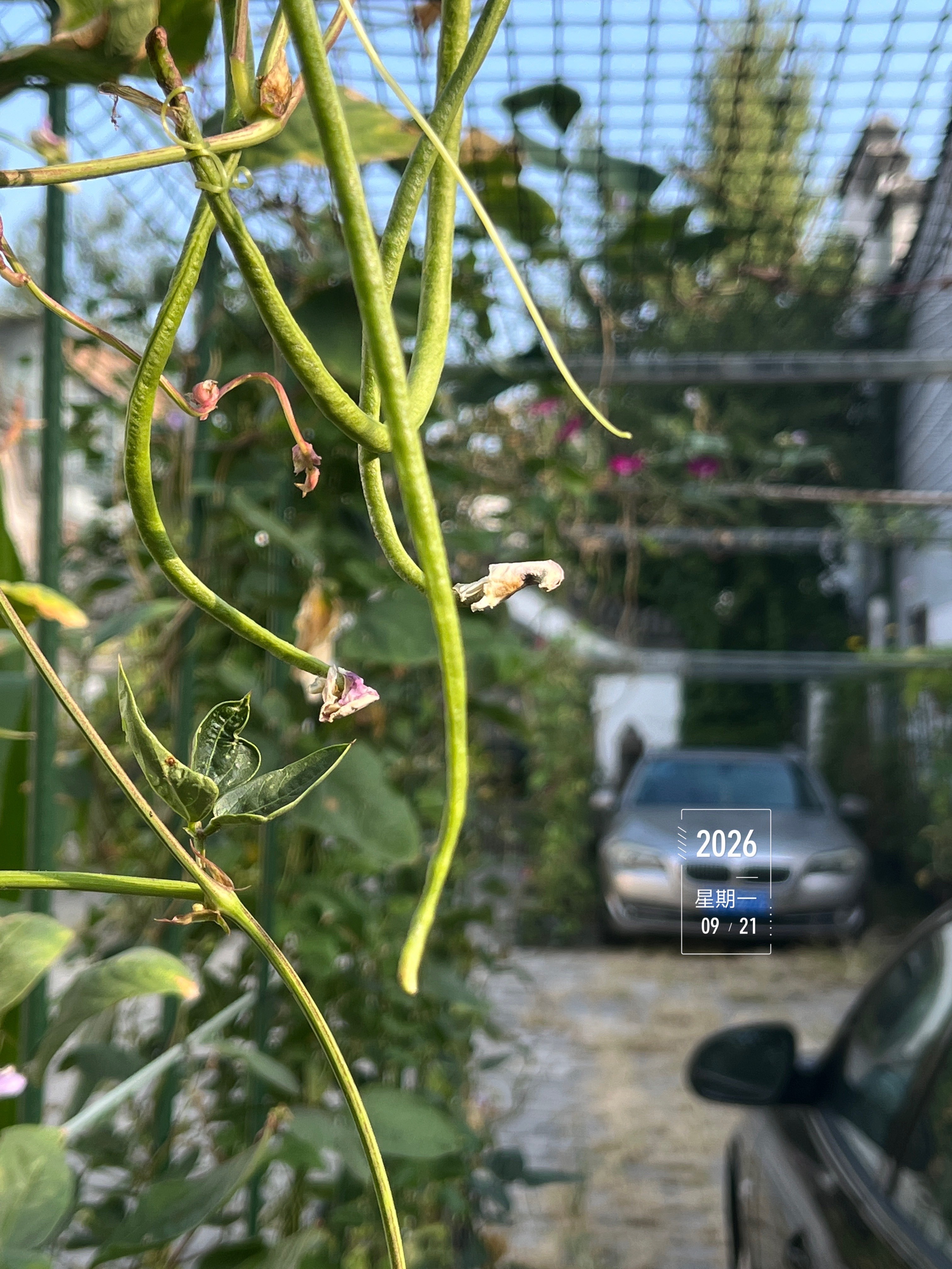 豆角还在结，产量不太高。每天一盘菜，需要去购买。周一五点起，来福脚边绕。鹊鸣云天