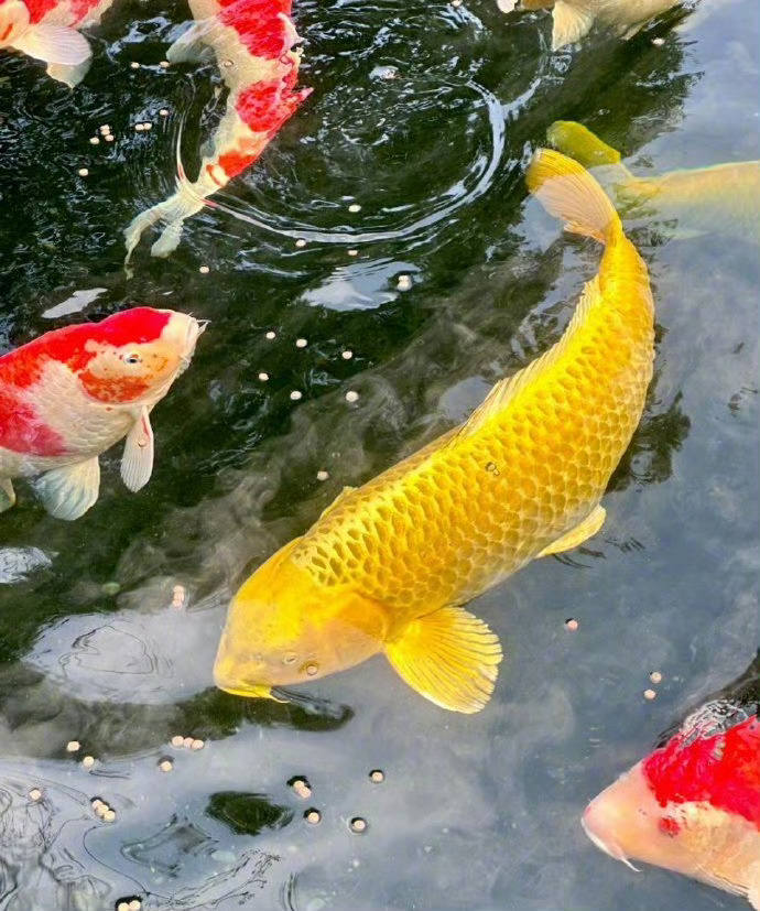 转发这条金色锦鲤，接下来的你一定会巨巨巨巨巨巨巨巨巨巨巨巨巨巨巨巨巨巨巨巨巨巨巨