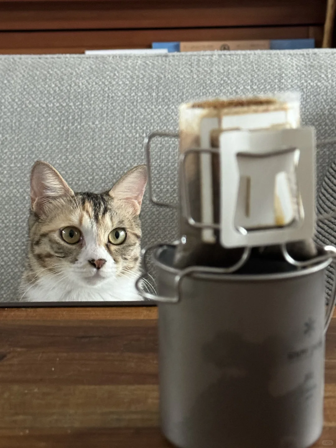 什么时候深刻感觉到你的猫真的很爱你？